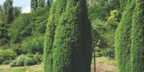 Juniper obična hibernica